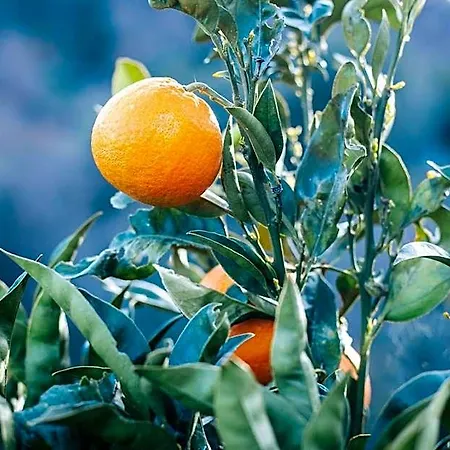 Hotel Eco Carbonaccio Monte (Corsica)